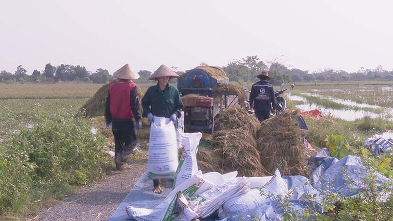 Nông dân huyện Kim Bảng tập trung thu hoạch diện tích lúa mùa đã chín.