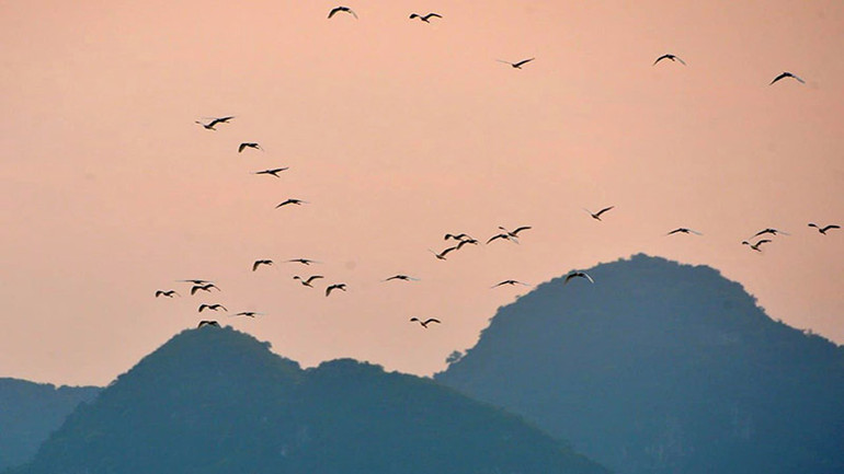 Vào buổi chiều từng đàn chim trở về khu rừng Ba Sao. Vào buổi chiều từng đàn chim trở về khu rừng Ba Sao.