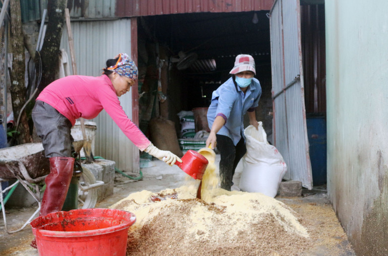 Người chăn nuôi tự trộn thức ăn cho lợn để thay thế cám công nghiệp và giảm chi phí sản xuất.