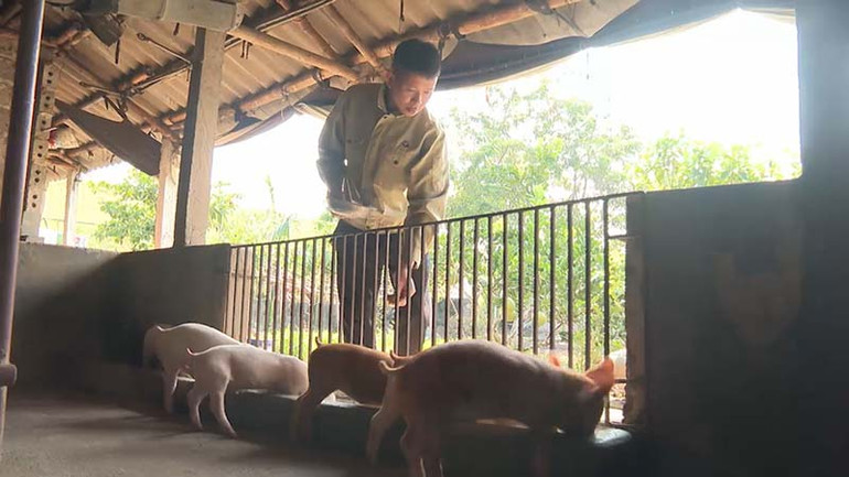 Từ nguồn vốn vay ưu đãi, anh Tú đầu tư chuồng trại chăn nuôi lợn, nuôi ốc, tạo việc làm tăng thu nhập cho gia đình.