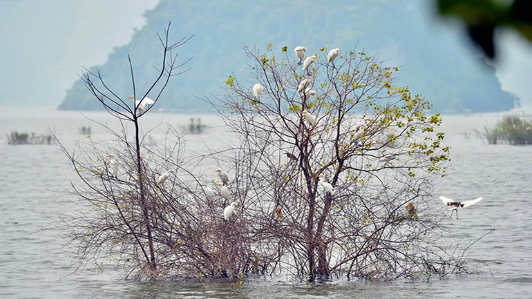 Đàn chim về trú ngụ và sinh sống tại hồ Tam Chúc. Đàn chim về trú ngụ và sinh sống tại hồ Tam Chúc.