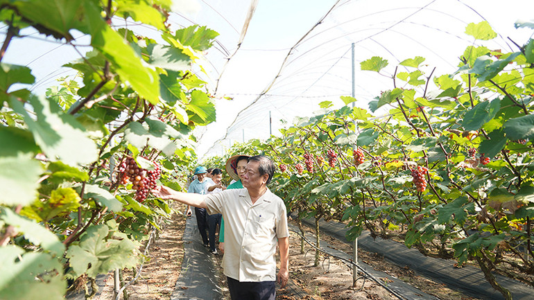 Bộ trưởng Bộ Nông nghiệp và Phát triển nông thôn Lê Minh Hoan tham quan mô hình trồng nho tại HTX Nông nghiệp ứng dụng công nghệ cao xã Đồng Du, Bình Lục.