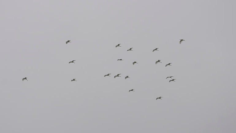 Khi đàn chim trở về. Khi đàn chim trở về.