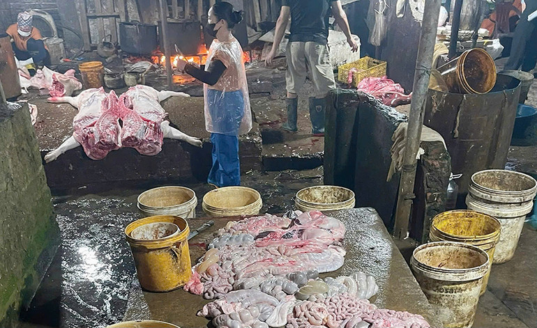 Số lợn và thịt lợn dương tính với virus dịch tả lợn châu Phi tại cơ sở giết mổ lợn của hộ gia đình ông Nguyễn Tiến Mạnh.