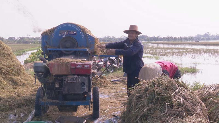 Nông dân xã Văn Xá huyện Kim Bảng khẩn trương thu hoạch lúa mùa.