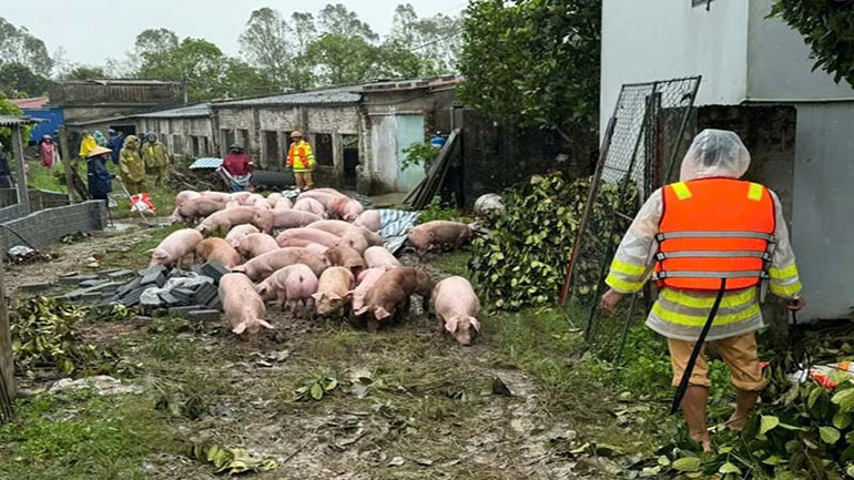 Các lực lượng công an, quân đội giúp nhân dân di chuyển gia súc đến nơi an toàn.