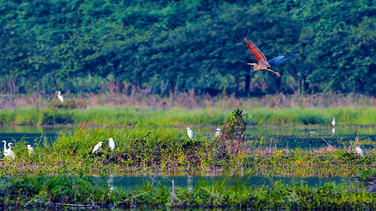 Nhiều loài chim quý cũng về trú ngụ tại Khu du lịch Tam Chúc. Nhiều loài chim quý cũng về trú ngụ tại Khu du lịch Tam Chúc.
