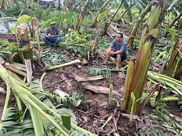 Nhiều diện tích hoa màu của bà con bị gãy đổ do mưa bão.