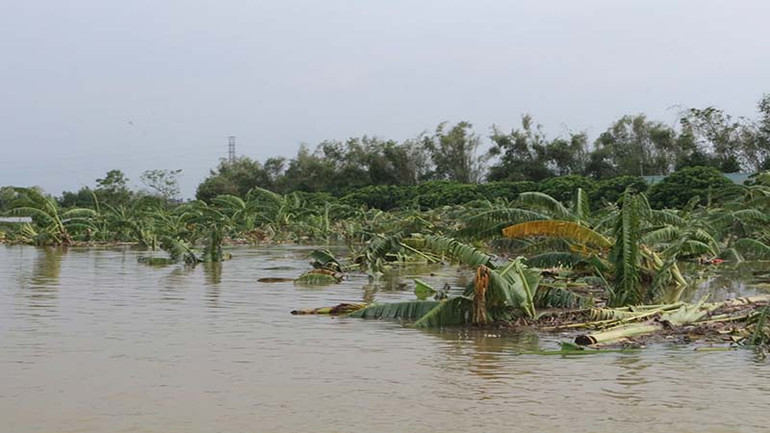Nhiều diện tích cây ăn quả các xã ven sông Hồng của thị xã Duy Tiên bị thiệt hại.