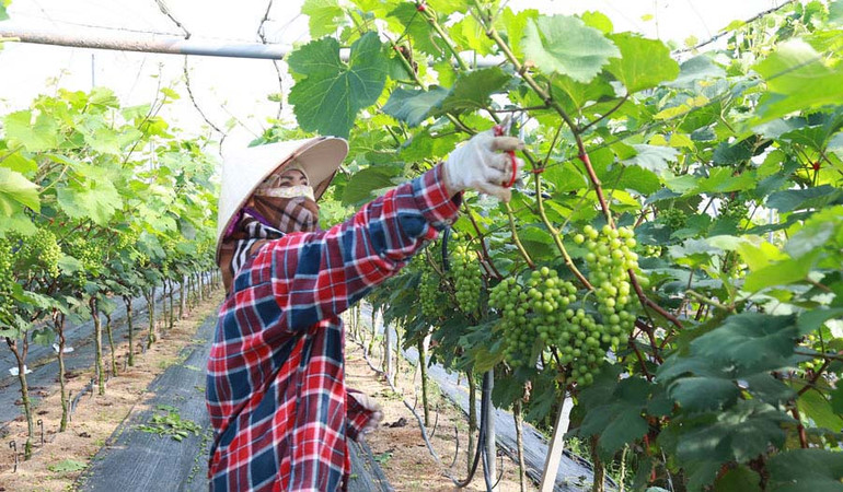 Sản xuất nho Mẫu đơn chất lượng cao tại xã Đồng Du, huyện Bình Lục.