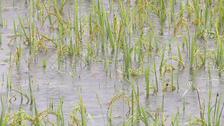 Nhiều diện tích lúa mùa chuẩn bị cho thu hoạch bị ngập úng.