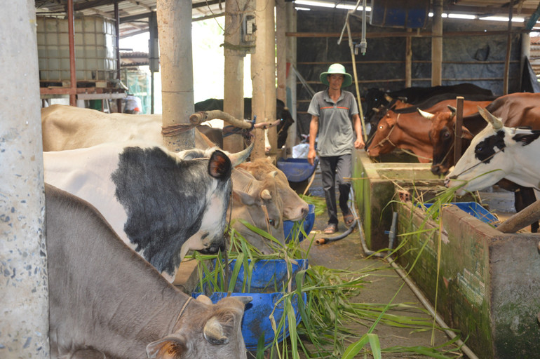 Đàn bò của gia đình ông Phạm Khắc Khiêm, huyện Gò Công Tây (Tiền Giang).