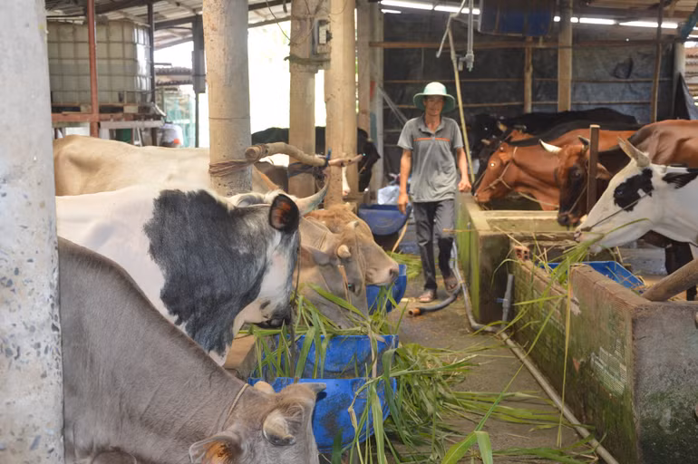 Đàn bò của gia đình ông Phạm Khắc Khiêm, huyện Gò Công Tây (Tiền Giang).