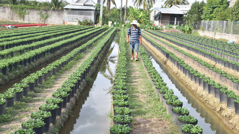 Ông Nguyễn Văn Phương, ấp Mỹ Hưng, xã Mỹ Phong, thành phố Mỹ Tho (Tiền Giang) chăm sóc hoa Tết.