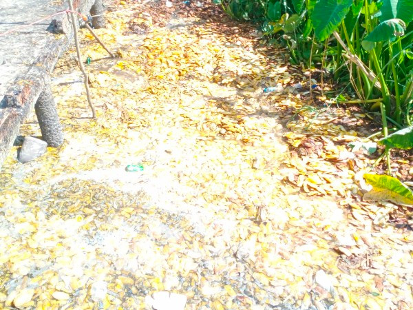 Hiện trường vụ xả vỏ, hột xoài xuống kênh Năm Thôn. Hiện trường vụ xả vỏ, hột xoài xuống kênh Năm Thôn.