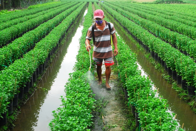 Người dân chăm sóc hoa tết tại xã Mỹ Phong, thành phố Mỹ Tho. Người dân chăm sóc hoa tết tại xã Mỹ Phong, thành phố Mỹ Tho.