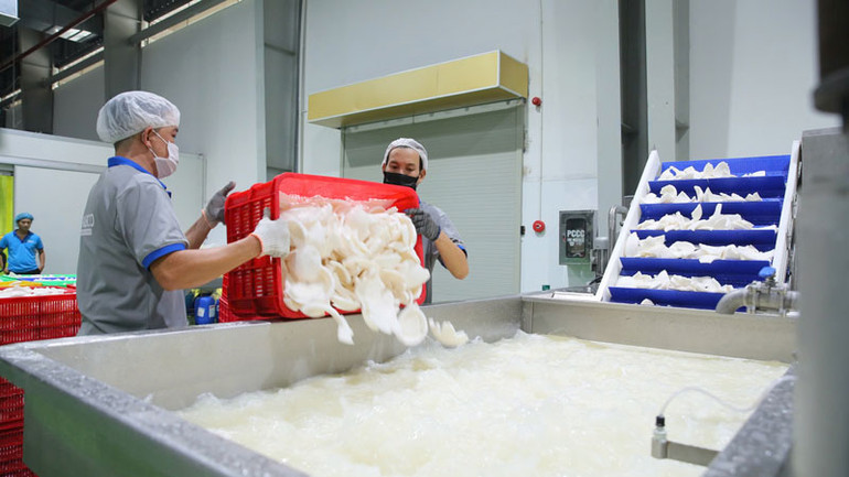 Chế biến dừa xuất khẩu tại Công ty cổ phần công nghiệp thực phẩm Thabico Tiền Giang.
