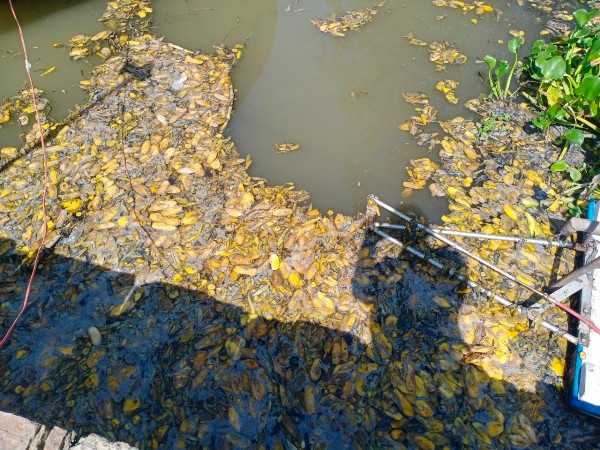 Một phần vỏ, hột xoài trong giai đoạn phân hủy, trôi nổi trên mặt nước, gây ô nhiễm môi trường. Một phần vỏ, hột xoài trong giai đoạn phân hủy, trôi nổi trên mặt nước, gây ô nhiễm môi trường.