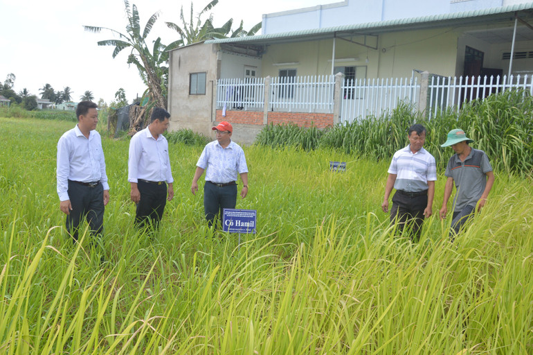 Trồng cỏ Hamil giúp tăng năng suất cho đàn vật nuôi.