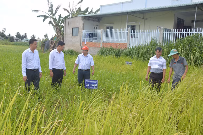 Trồng cỏ Hamil giúp tăng năng suất cho đàn vật nuôi.