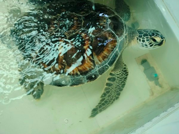 Đồi mồi dứa quý hiếm được bàn giao cho cơ quan chuyên môn.