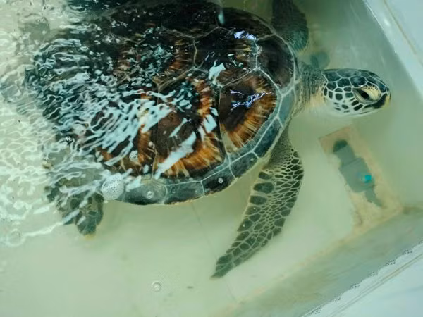 Đồi mồi dứa quý hiếm được bàn giao cho cơ quan chuyên môn. Đồi mồi dứa quý hiếm được bàn giao cho cơ quan chuyên môn.