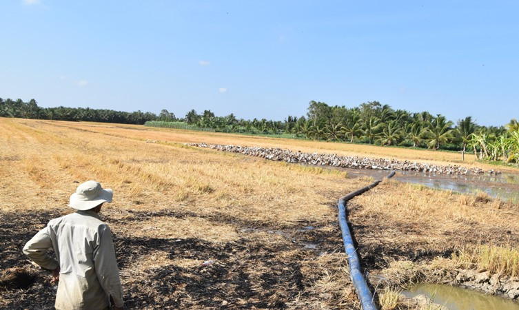 Đàn vịt đẻ của ông Nguyễn Văn Minh gần như thiếu nước.