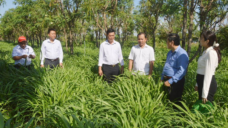 Tham quan mô hình trồng cỏ Hamil ở huyện Gò Công Đông (Tiền Giang).