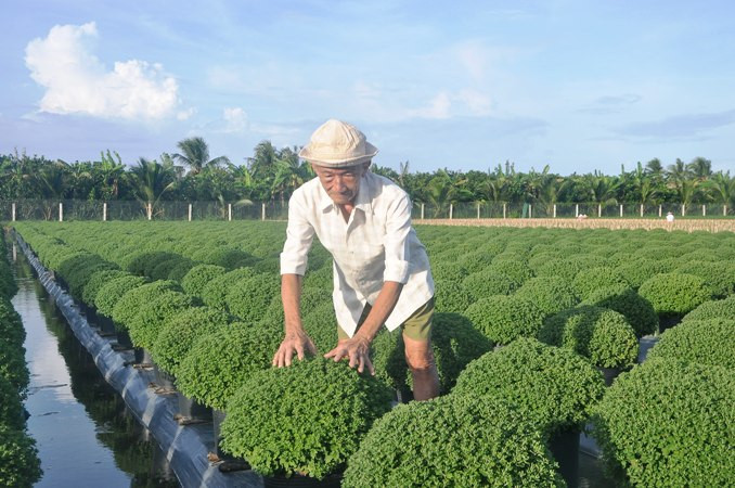 Ông Nguyễn Văn Phước ra thăm vườn hoa của con mình trồng. Ông Nguyễn Văn Phước ra thăm vườn hoa của con mình trồng.