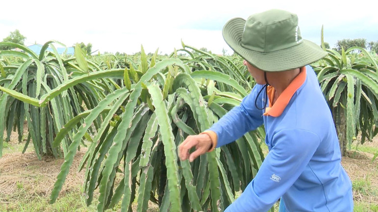 Ông N.TS. chăm sóc vườn thanh long của gia đình.