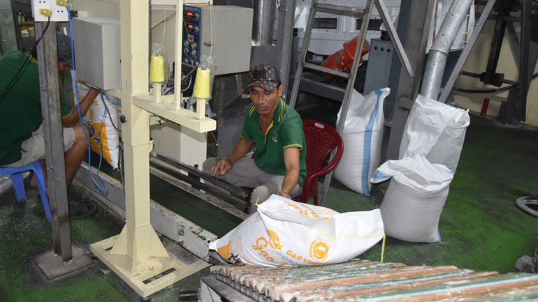 Đóng gói gạo xuất khẩu của một doanh nghiệp xay xát, chế biến gạo trên địa bàn tỉnh Tiền Giang.