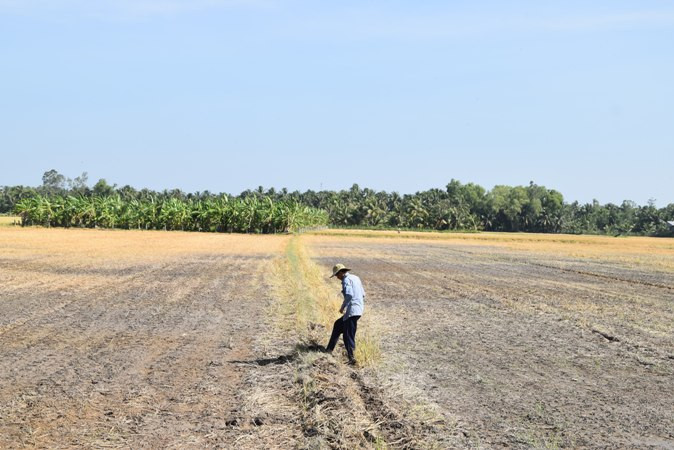 Đồng ruộng tại xã Thạnh Nhựt, huyện Gò Công Tây (Tiền Giang) đã khô.