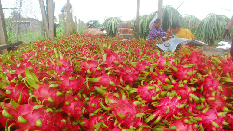 Người dân ở xã Tân Thuận Bình, huyện Chợ Gạo (Tiền Giang) thu hoạch thanh long. Người dân ở xã Tân Thuận Bình, huyện Chợ Gạo (Tiền Giang) thu hoạch thanh long.