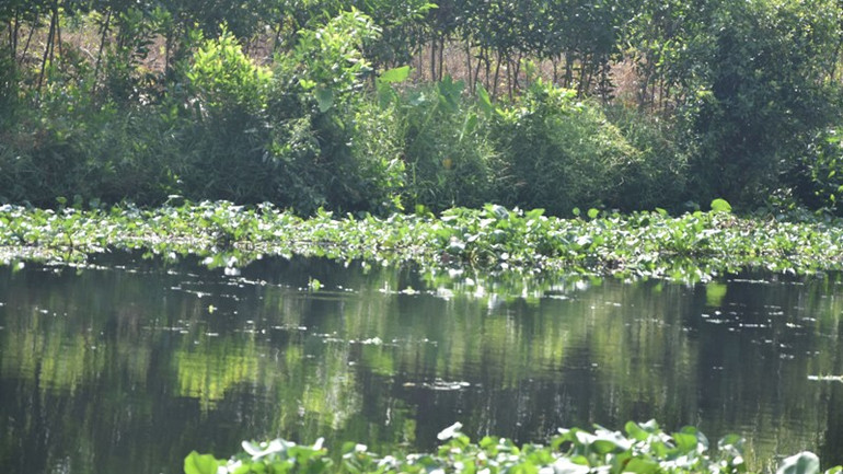 Một đoạn kênh Lộ Mới bị ô nhiễm khá nặng.