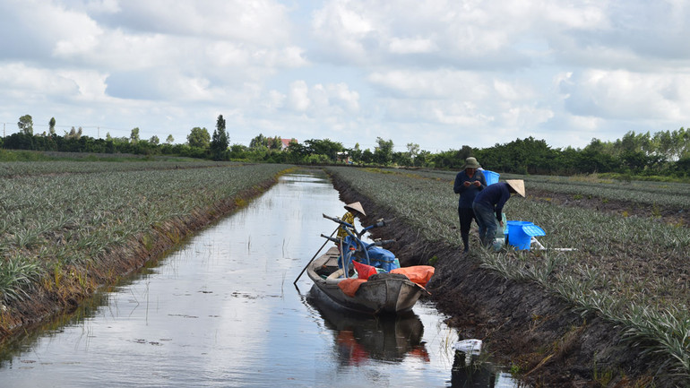 Nhiều gia đình ở huyện Tân Phước đã khá giàu nhờ cây khóm. Nhiều gia đình ở huyện Tân Phước đã khá giàu nhờ cây khóm.