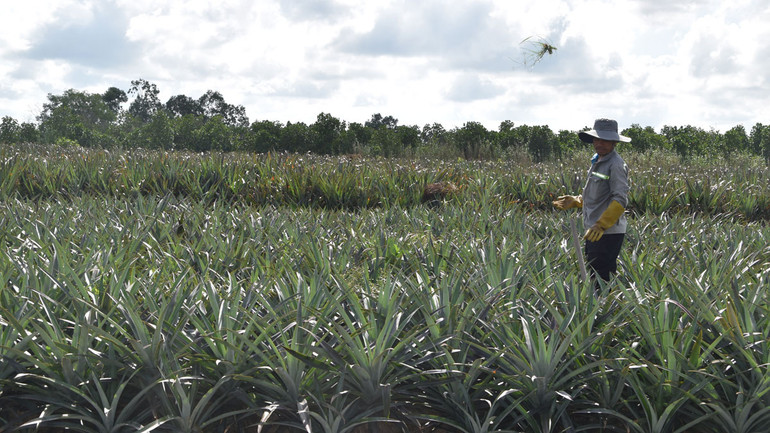 Cây khóm hồi sinh trên vùng "đất chết". Cây khóm hồi sinh trên vùng "đất chết".