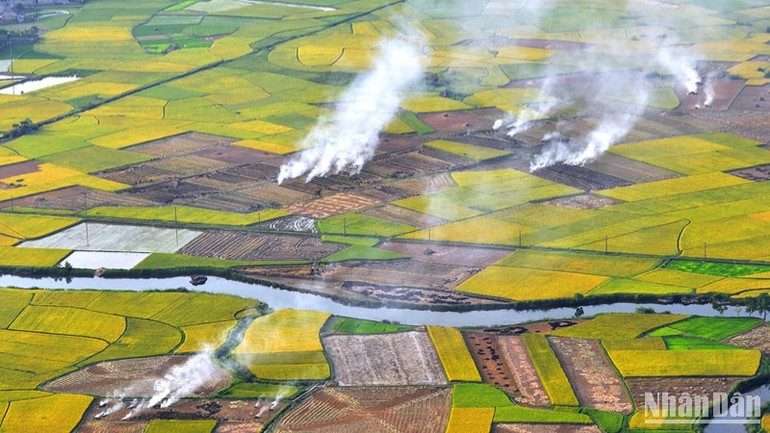 Cánh đồng lúa vào mùa chín ở Bắc Sơn, Lạng Sơn. (Ảnh: VŨ LINH)