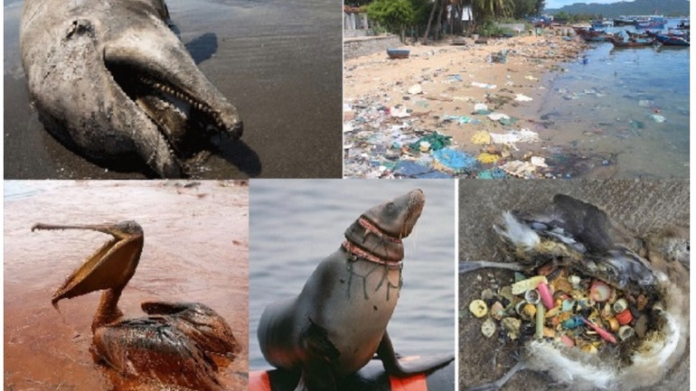 Các sự cố môi trường biển tiếp diễn ở nhiều khu vực.