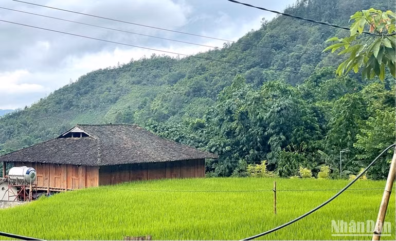 Những ngôi nhà sàn được tu sửa để đón khách đến lưu trú.