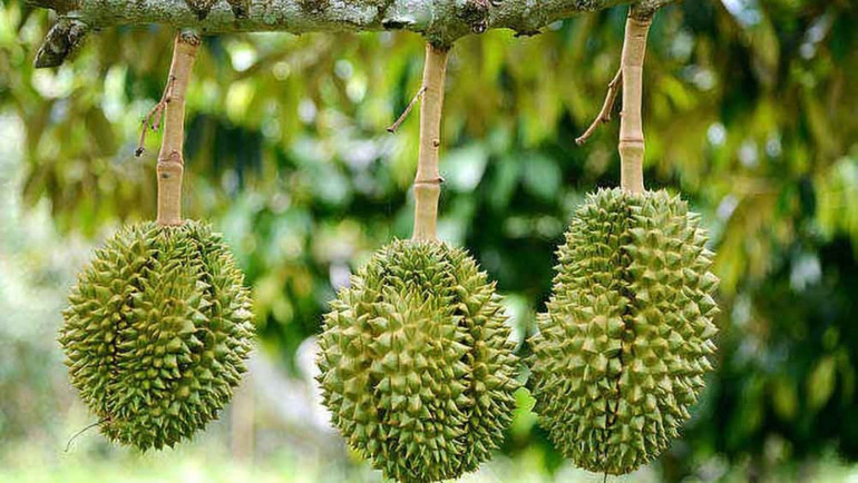 Sầu riêng Việt Nam đã và đang không ngừng hoàn thiện để củng cố, giữ vững thị trường. (Ảnh: HNV)