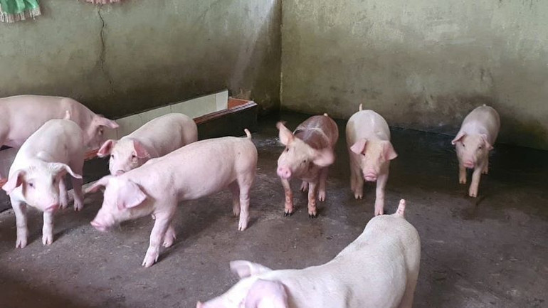 Nguồn cung cục bộ chỉ xảy ra ở một số địa phương trong một số thời điểm. (Ảnh: HNV) Nguồn cung cục bộ chỉ xảy ra ở một số địa phương trong một số thời điểm. (Ảnh: HNV)