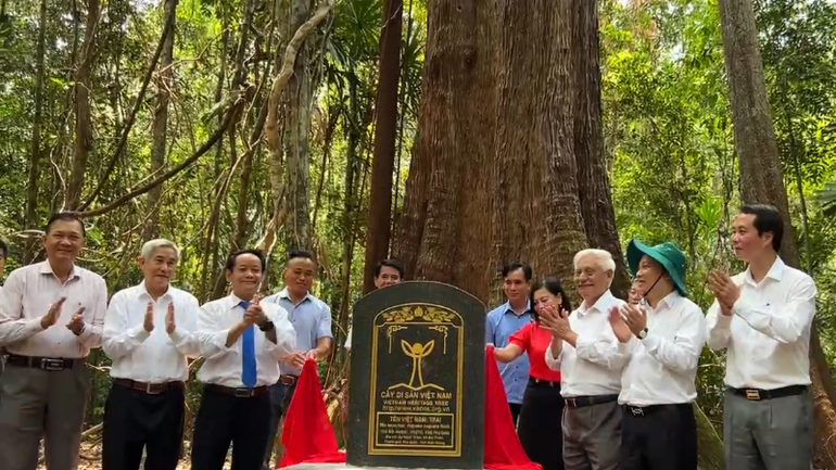 Việc công nhận 6 cây di sản Việt Nam nhằm vinh danh, lan tỏa những giá trị độc đáo của thiên nhiên.