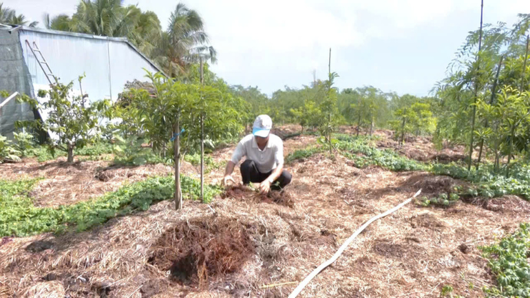 Ông Phạm Văn Hùng đang phủ rơm cho vườn cây ăn trái