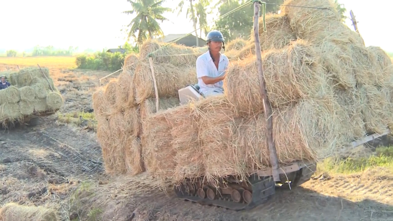 Vận chuyển rơm ra khỏi cánh đồng