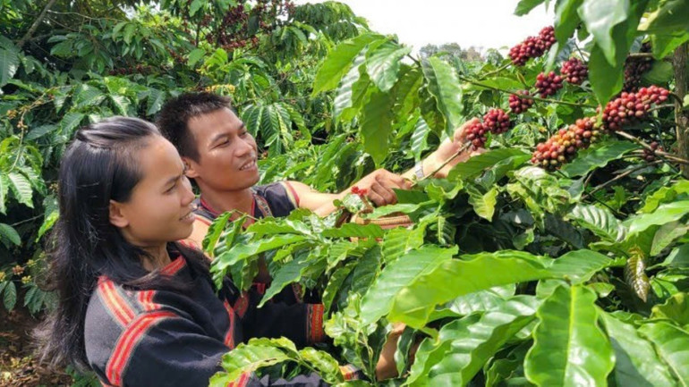 Nhiều hộ gia đình đồng bào dân tộc thiểu số ở Gia Lai đã vươn lên làm giàu từ nguồn vốn tín dụng chính sách ưu đãi.
