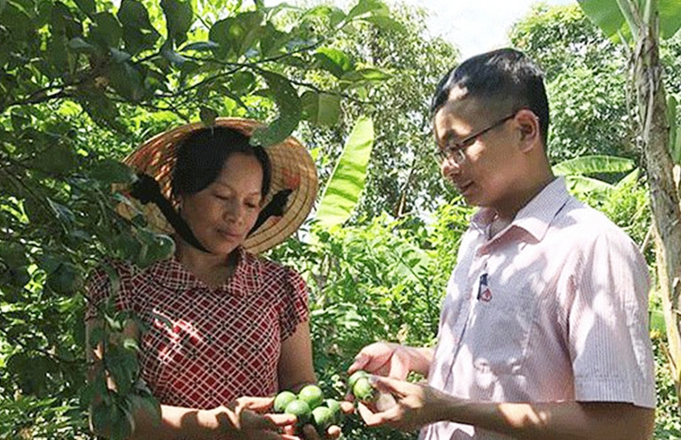 Nông dân xã Nam Nghĩa vay vốn chính sách mở rộng diện tích trồng chanh không hạt.