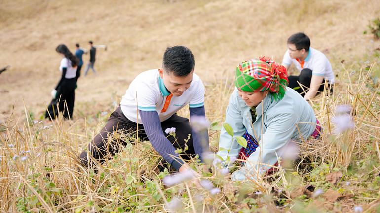 100.000 cây quế sẽ góp phần phủ xanh hơn 20 ha đất rừng trên địa bàn xã.