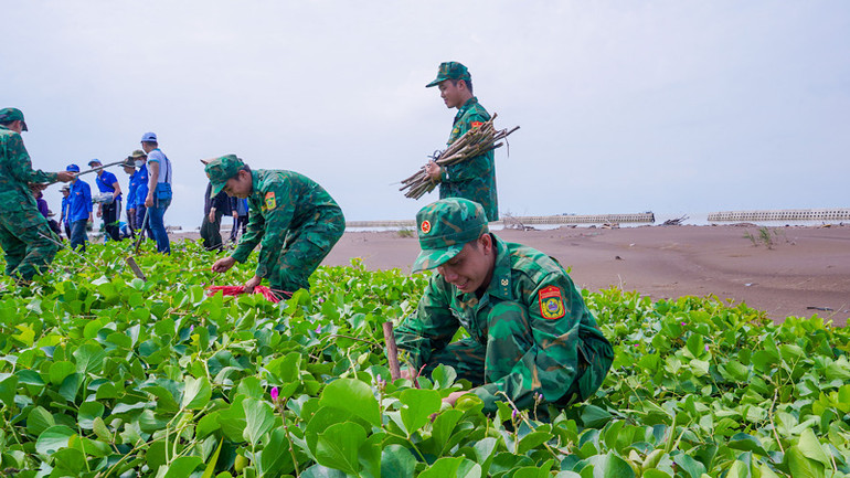 Hơn 13.000 cây phi lao góp phần hỗ trợ địa phương khôi phục lại diện tích đất rừng đã mất.