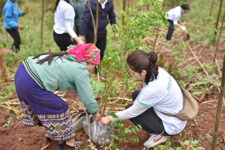 Hàng chục nghìn cây lim, huê sẽ góp phần phủ xanh hơn 50ha đất rừng tỉnh Quảng Bình.