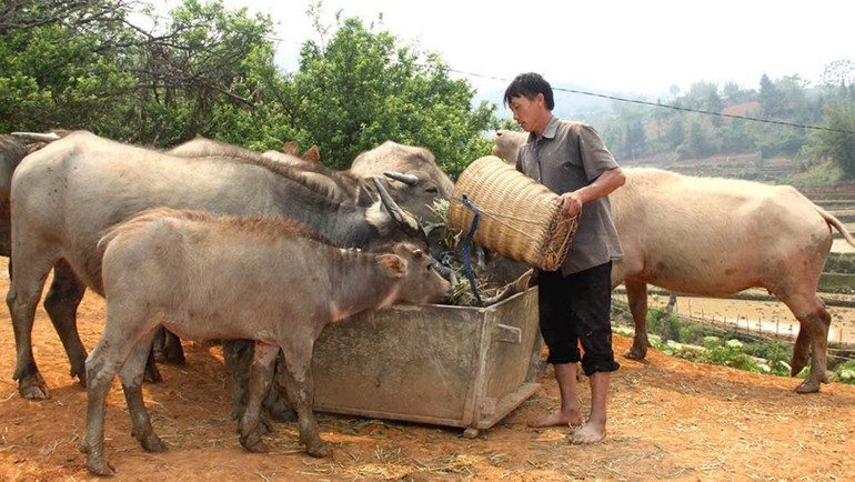 Nhiều hộ đồng bào dân tộc thiểu số tại Yên Bái đã mạnh dạn vay vốn chính sách để mở rộng gia trại, phát triển chăn nuôi để từ đó thoát nghèo, nâng cao chất lượng cuộc sống.